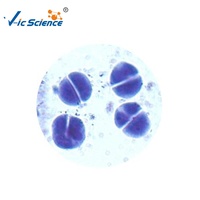 Microscope Prepared Slides Plant and Animal Cell in Different Stage of Meiotic Cell Division Slides