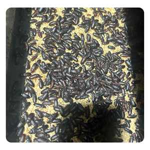 100% בשר תולעים צהובות טבעיות עוף מזון הסיטונאי של תולעי לחם מיובש - Product Image 2