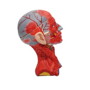 Modèle de tête, de cou, de muscles, de vaisseaux sanguins et de cerveau en 10 parties, haute précision, avec démontage clair et détails anatomiques précis. - Product Image 5