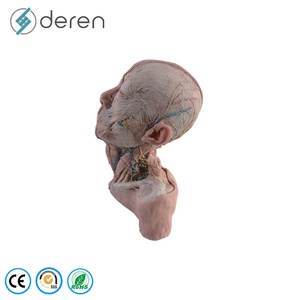 Deren DR Medical Science Head Neck <strong>Blood</strong> <strong>Vessels</strong> and Nerves Specimen Anatomical Model Soft Silicone Made in China - Product Image 1