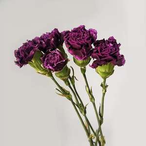 زهور القرنفل المجففة عالية الجودة بالجملة من هواهوان - حل متكامل لتخصيص الزهور المحفوظة للزفاف وديكور المنزل - Product Image 1