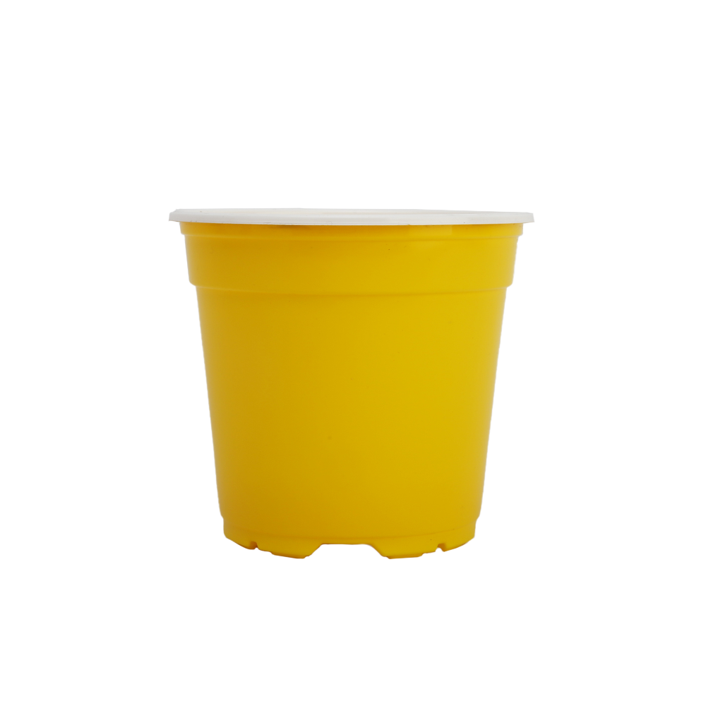 Jaune