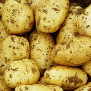 Patate fresche cinesi patate pelate gialle della nuova stagione