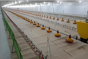 Structure en acier préfabriquée sur mesure pour poulailler, avec portique lumineux, pliage, découpe, soudage, installation rapide, faible coût, pour poulets et canards - Product Image 2