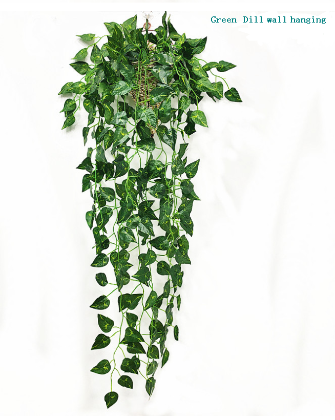 ผักชีลาวสีเขียว