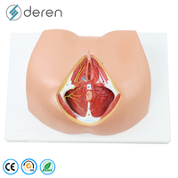 Modelo de entrenamiento de sutura perineal femenina de PVC suave con estructuras detalladas para práctica de episiotomía y educación en obstetricia