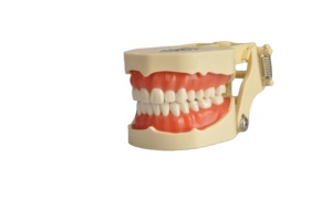 Modelo de dientes reemplazables Tipodont para práctica dental Goma blanda Enseñanza estándar Preparación de la cavidad oral en ciencia médica - Product Image 6