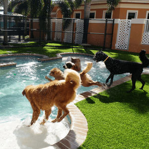 Tapis de <span class=keywords><strong>Gazon</strong></span> Synthétique <span class=keywords><strong>Nettoyeur</strong></span> de <span class=keywords><strong>Gazon</strong></span> Artificiel Tapis de Chiens <span class=keywords><strong>Gazon</strong></span> Synthétique <span class=keywords><strong>Gazon</strong></span> Artificiel pour Animaux de Compagnie - Product Image 2