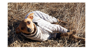 Suministros para Mascotas Qiqu, Nuevo Abrigo Cálido para Perro de Diseño Personalizado, Lujoso, Ecológico y Clásico, con Cuello Alto, para <span class=keywords><strong>Galgo</strong></span> <span class=keywords><strong>Italiano</strong></span>, Iggy y <span class=keywords><strong>Whippet</strong></span> - Product Image 2