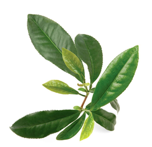 Extrait de thé vert épigallocatéchine gallate EGCG 98% Hplc CAS aucun 989 - Product Image 3