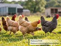 Poudre Additive Probiotique Améliore le TIR, Réduit les Affections Hémorroïdaires, Santé Intestinale, Contrôle des Odeurs pour Poulets de Chair 10kg/sac