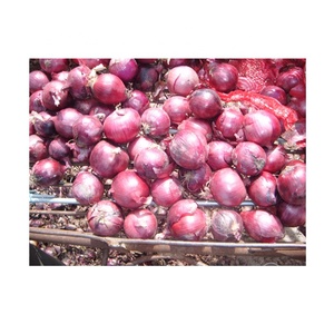 Chine Vente en gros Fournisseur d'oignons frais d'exportation d'oignons rouges violets Oignons rouges frais de haute qualité - Product Image 4