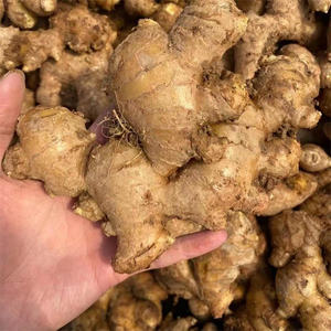 Produsen Memasok Jahe Segar Organik Jual Jahe Kualitas Baik Jahe Segar - Product Image 6