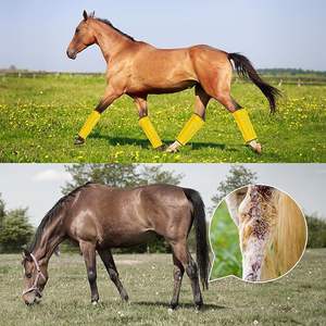 Produsen siap dibuat anti-nyamuk Mesh kuda Fly-Proof sepatu perlengkapan penunggang kuda <span class=keywords><strong>Harness</strong></span> untuk naik 8 buah Pelindung kaki - Product Image 3