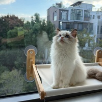 Lit de fenêtre pour chat en bois massif de luxe - Ventouse sans perçage, hamac surélevé pliable pour chats d'intérieur (durable et peu encombrant)