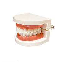 Recursos Didácticos de Odontología, Modelo de Prótesis Dental 3D, Práctica Oral, Modelo de Medicina Oral, CE/ISO