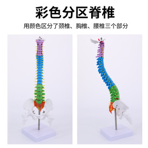 Squelette de simulation pédagogique : modèle de colonne vertébrale de 45 cm x 85 cm avec modèle d'os de jambe, spécimen de squelette humain à l'échelle 1:1 - Product Image 4
