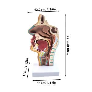 Modèle médical Gelsonlab HSBM-252 <span class=keywords><strong>de</strong></span> <span class=keywords><strong>la</strong></span> cavité nasale, <span class=keywords><strong>de</strong></span> <span class=keywords><strong>la</strong></span> cavité et du pharynx, modèle <span class=keywords><strong>de</strong></span> <span class=keywords><strong>la</strong></span> cavité buccale - Product Image 2