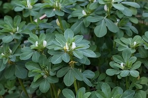 Extrait de graines de fenugrec de haute qualité anti-âge et stimulant de la libido masculine, 50% de saponines de fenugrec pour la santé - Product Image 2
