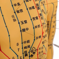 Modèle d'entraînement à l'acupuncture chinoise, mannequin d'exercice d'acupuncture médicale avec muscles