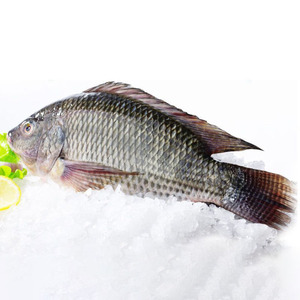 Exportador de Pescado de China, <span class=keywords><strong>Tilapia</strong></span> Congelada Entera Redonda de Todos los Tamaños, 200-800g, 800g o Más - Product Image 6