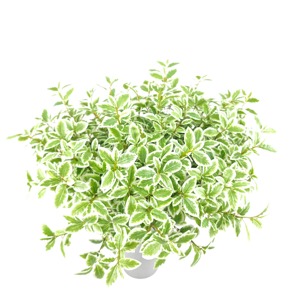 Nhỏ variegated pittosporum phun Lụa Nhân Tạo bonsai cây cọ cây xương rồng mọng nước treo Faux lá everbloom bán buôn - Product Image 2