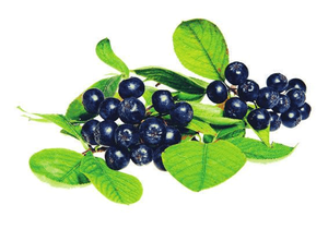 Usa Eu Magazijn Bulk <span class=keywords><strong>Aronia</strong></span> <span class=keywords><strong>Berry</strong></span> <span class=keywords><strong>Extract</strong></span> Poeder 15% Anthocyanidines <span class=keywords><strong>Aronia</strong></span> Melanocarpa <span class=keywords><strong>Extract</strong></span>