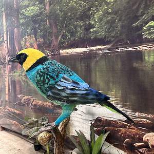 Afrika kuşları-sergi için özelleştirilmiş Animatronic safran-crowned tanbird kuş - Product Image 4