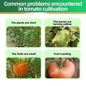 Engrais liquide biologique pour tomates, améliorant la qualité et augmentant le rendement - Product Image 3