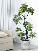 Pot de fleurs rond en ciment de grand diamètre de style Wabi-Sabi pour usage intérieur/extérieur avec Gardenia et Nandina, lieu d'origine : Aucun