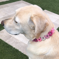 Özel El Yapımı Örgülü Çiçekli Köpek Tasması Ayarlanabilir PVC Evcil Hayvan Tasması 2026 Yeni Stil Küçük Köpekler ve Yavrular için