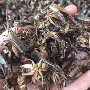 Bioforte Grillos Negros Silvestres Secos, Alimento Orgánico Natural con Alto Contenido de Proteínas para Mascotas, para Hámsters, Geckos Leopardo, Dragones Barbudos, Loros, Pájaros - Product Image 4