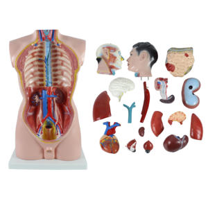 Modè<span class=keywords><strong>le</strong></span> de système d'anatomie humaine de torse anatomique médical masculin de 85cm - Product Image 6