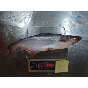 Pangasius Bocourti Congelé Entier (1-2 Pièces/kg) IQF, Boîte de 20kg, Certifié BRC HALAL, Fournisseur Grossiste de Fruits de Mer - Product Image 6