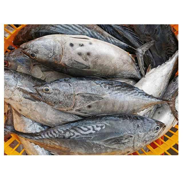 Bonito Fish Flakes Bonito Powder Bonito Fish With Prices Buy Bonito