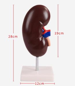 Modelo anatómico de riñón de enseñanza, sistema urinario, anatomía, modelo de riñón humano, modelo anatómico de riñón de plástico humano - Product Image 3