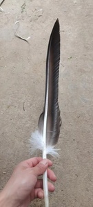 Plumes d'aigle naturelles noires de <span class=keywords><strong>grande</strong></span> taille, de haute qualité, matériau brut pour le pliage d'arbalètes, ailettes de couteau, garnitures de bijoux DIY - Product Image 5