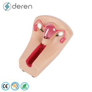 Modelo de Enseñanza de Dispositivo Anticonceptivo Intrauterino Femenino, Órganos Removibles de PVC, Marca DRFY, Herramienta de Aprendizaje y Exhibición - Product Image 3