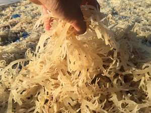 VENTE CHAUDE EUCHEUMA COTTONII ALGUES-COTTONII ALGUES/COUTURE le MEILLEUR PRIX/Ms. Lima - Product Image 5