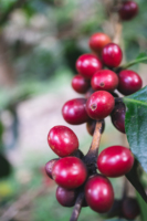 Café Instantáneo Negro Arábica de Alta Concentración 98% en Polvo, Grado Ceremonial, Sin Azúcar, Empaque Personalizado