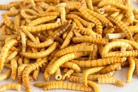 dried fruit for birds