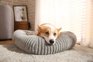 Lit rond pour animaux de compagnie OEM ODM lit pour <span class=keywords><strong>chien</strong></span> beignet confortable à rayure épaisse verticale d'usine tapis de chat lavable <span class=keywords><strong>coussin</strong></span> chaud pour animaux de compagnie - Product Image 2