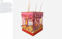 가상 해부학 테이블 3D 인체 해부학 시스템 소프트웨어 및 교육용 장비