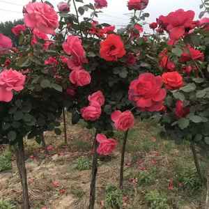 PFT Arbre à <span class=keywords><strong>roses</strong></span> arborescent à grandes fleurs, type souche ancienne, souche haute, souche de rose, pour greffage de <span class=keywords><strong>roses</strong></span> - Product Image 5