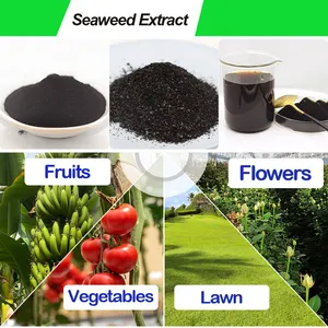 Toqi Wholesale Factory Price Granular Fertilizer For Agriculture NPK Seaweed Organic