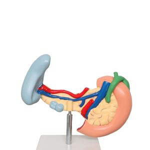 Anatomie Van Het Menselijk Lichaam Model Ziekten Van <span class=keywords><strong>Pancreas</strong></span> Milt Galblaas Anatomisch <span class=keywords><strong>Pancreas</strong></span> Model - Product Image 2