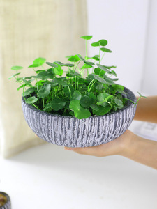 Maceta de cerámica de interior moderna para plantas suculentas, <span class=keywords><strong>piedra</strong></span> de cemento viva creativa, hierba de dinero para agua en maceta diaria - Product Image 2