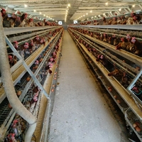 Élevage de volailles 1000 Dimension de poulet Couche de maille en acier automatique Cage de poulet Conception de système de ferme Élevage de batterie