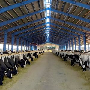 Abri <span class=keywords><strong>de</strong></span> parc d'engraissement haute capacité 60x30m, capacité <span class=keywords><strong>de</strong></span> 200 têtes, conception d'<span class=keywords><strong>allée</strong></span> d'alimentation, construction durable - Product Image 6