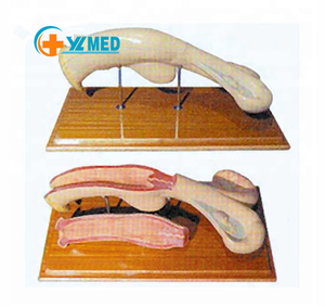 Modelo Anatómico de Útero de Vaca para Veterinaria, Modelo Anatómico de Riñón de Vaca para Enseñanza, Modelo Físico de Órganos Internos para Enseñanza - Product Image 3